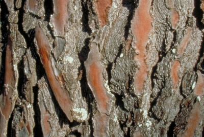 Bark